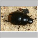 Sphaeridium lunulatum - Dungkugelkaefer 01c 6mm.jpg